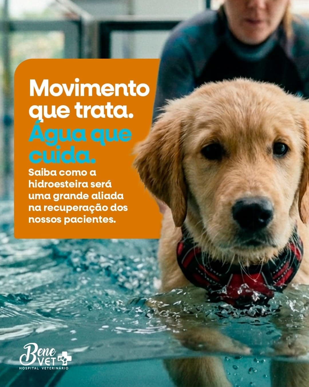 Hospital Veterinário